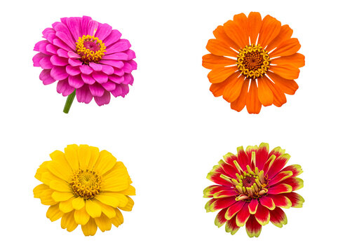 Stunning collection of four vibrant zinnia flowers, including pink, orange, yellow, and red, isolated on transparent.