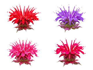 Assortment of bee balm flowers in striking red, purple, and pink hues, expertly isolated on a transparent background. © Nathan