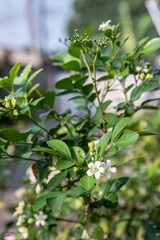 Naklejka premium Top view of orange jasmine flowers and glossy leaves against garden paving, suitable for plant catalogs, patio design, nursery listings, and fresh nature backgrounds