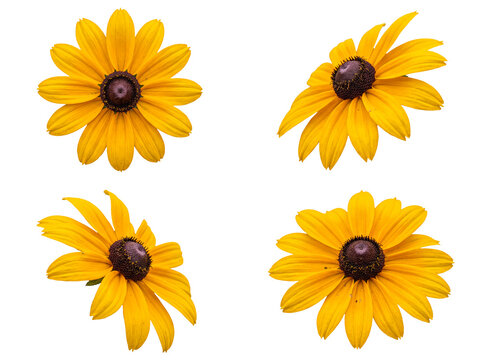 Four vibrant black-eyed susan flowers with bright yellow petals and dark brown centers.