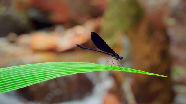 Static macro shot of a beautiful blue damselfly perched on a green leaf with a blurry waterfall flowing in the background