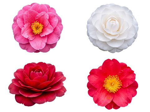 Vibrant collection of four colorful camellia flowers in pink, white, and red shades, isolated on transparent background.