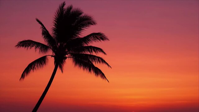 Sunset sky palm tree nature landscape tropical background silhouette sea coast evening summer travel vacation orange red horizon tranquil scenic view beach dusk serene calm relax scenery warm color