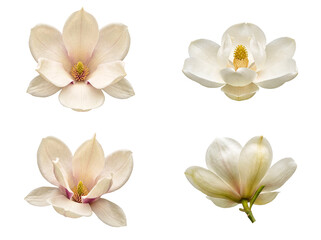 Assortment of realistic magnolia flower blooms, meticulously photographed with transparent background for versatile. © Christine