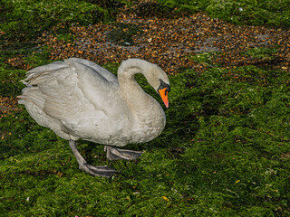 Fototapeta premium Meek Looking Swan On the Green Weed