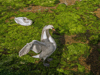 Fototapeta premium Swan On the Green Weed Spreading Wings