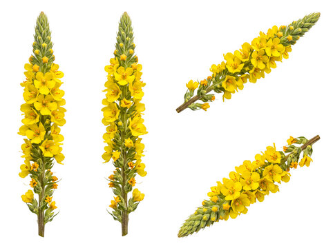 Multiple isolated yellow common mullein (Verbascum thapsus) flower spikes.