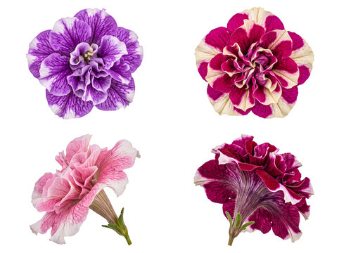 Four double petunia flowers in vibrant purple, magenta, pink, and cream, isolated on a transparent background.