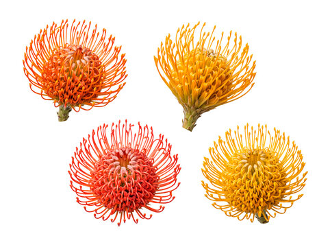 Assortment of vibrant Pincushion Protea flowers (Leucospermum) in striking orange, red, and golden yellow colors.
