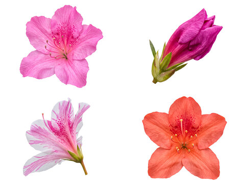Collection of four azalea flowers, including a bud, in varied pink, striped white, and orange, on transparent.