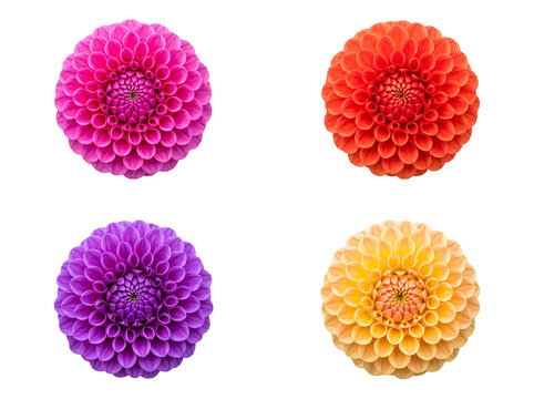 Four vibrant spherical dahlia flowers, featuring rich pink, bright orange, deep purple.