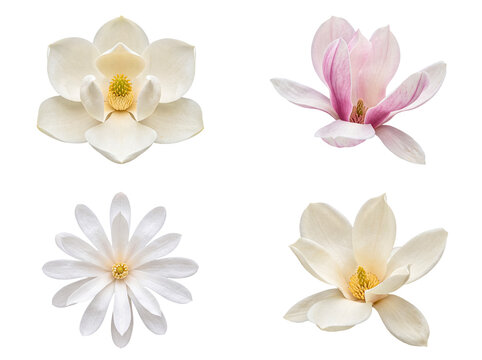 Beautiful set of four magnolia flowers in various states of bloom, featuring white and delicate pink hues.