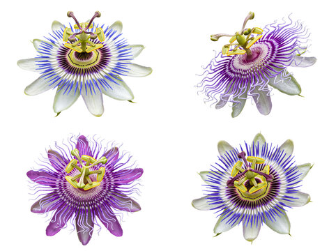 Exquisite collection of exotic passion flowers, showcasing intricate details and vibrant colors on transparent.