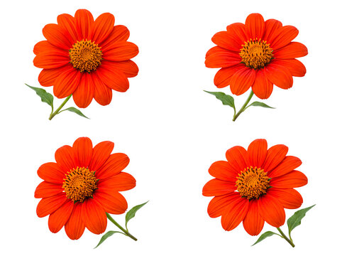 Vibrant orange Mexican sunflower blossoms with slender green stems.