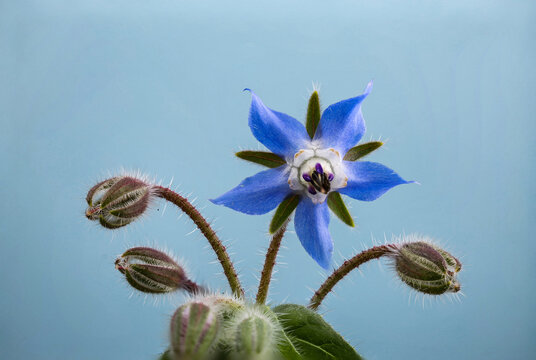 Borage Starflower