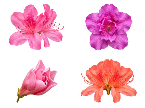 Diverse collection of four azalea blooms and a bud in pink, purple, and orange hues, isolated on transparent.