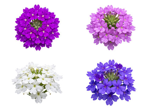 Four rounded clusters of verbena flowers in purple, pink, white, and blue.