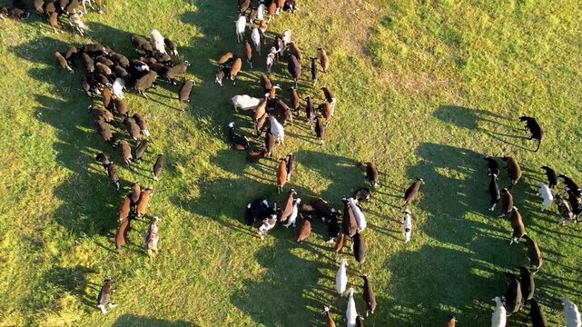 Overhead drone view of sheep flock herd behavior and natural abstract patterns