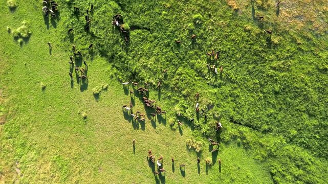Top down drone view of sheep flock grazing along a diagonal pasture boundary