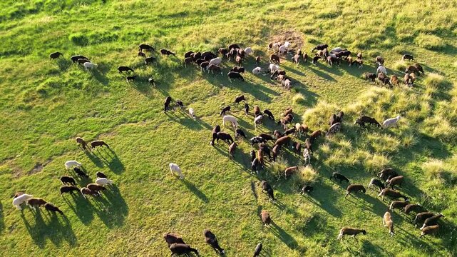 Regenerative agriculture and sustainable farming ESG compliance drone view