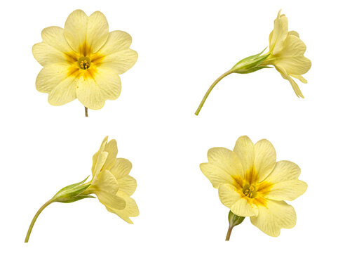 Delicate light yellow primrose flowers in multiple angles, isolated on a transparent background.