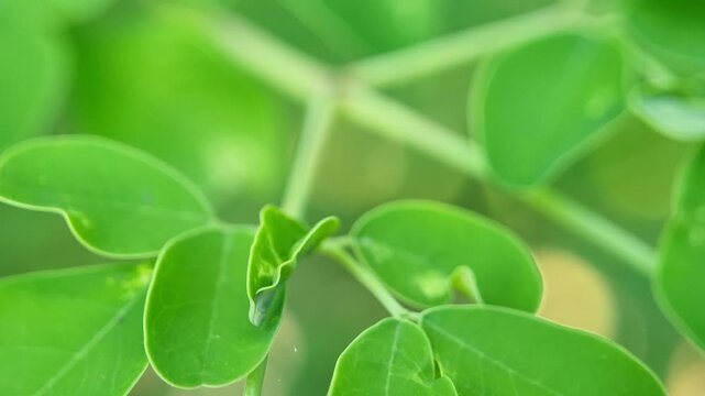 Fresh Green Moringa Leaves Natural Healthy Macro Close Up Footage