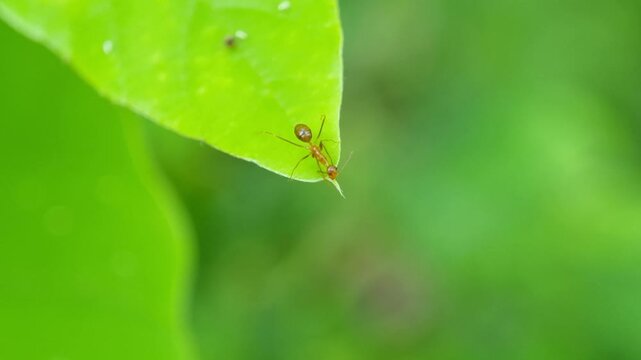 ​Single Red Ant on the Tip of a Green Leaf Macro Close Up Footage