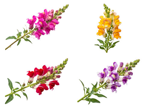 Vibrant snapdragon flowers in various colors, showcasing their delicate petals and tall spikes isolated on.