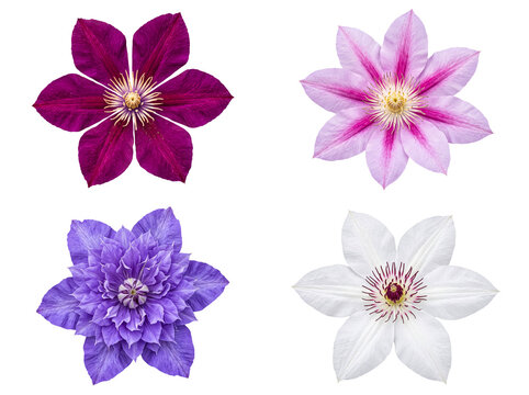 Four distinct clematis flowers in varying shades of magenta, pink, purple, and white, with different forms.