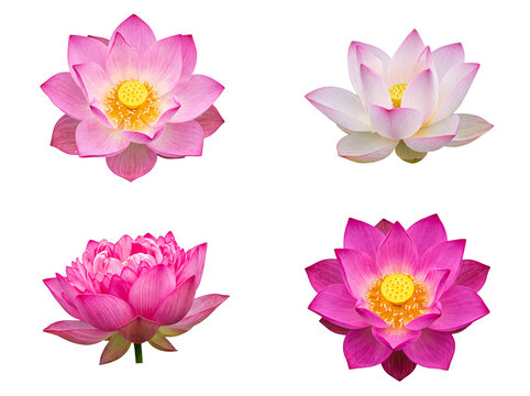 Beautiful pink and white lotus flowers isolated on transparent background, showcasing natural grace and serene elegance.