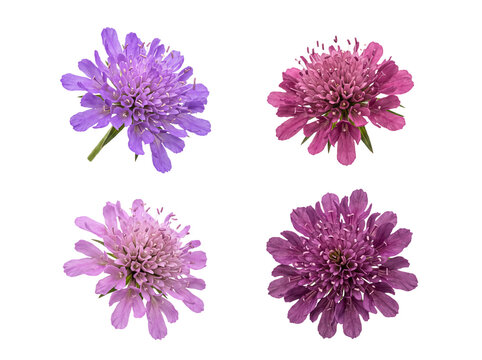 Four beautiful Scabiosa pincushion flowers in various shades of pink and purple, isolated.