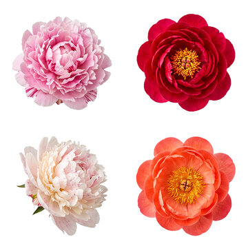 A beautiful high resolution photograph of four diverse peony flowers in various colors on a transparent background.