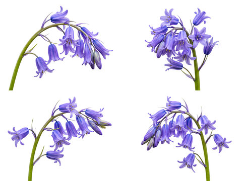 Delicate bluebell flowers showcasing vibrant purple-blue hues, gracefully isolated on a transparent background.