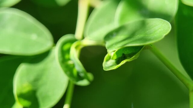 ​Close Up Macro Footage of Green Moringa Leaves Damaged by Plant Pests