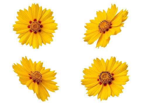 A quartet of bright yellow coreopsis flowers, commonly known as tickseed.