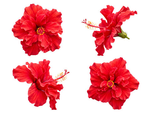 Four brilliant red hibiscus flowers, each showcasing stunning tropical beauty.