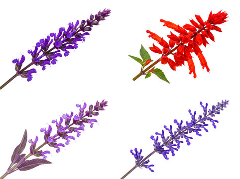 Four elegant flowering stalks of Salvia plants featuring rich purple, vibrant red, and soft lavender hues.