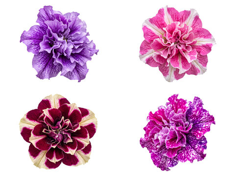 Four beautiful top-down double petunia flowers in stunning shades of purple, pink, magenta, and cream.