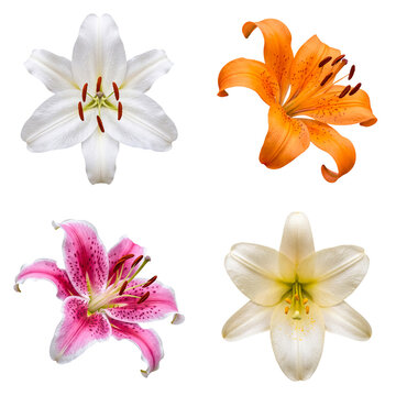 Collection of vibrant lily flowers in various colors like white, orange, pink, and cream.