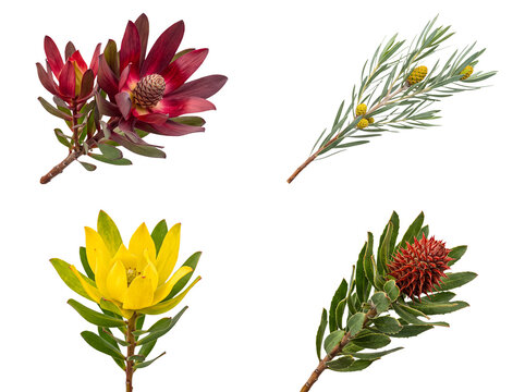 Collection of various exotic protea flowers and foliage, showcasing diverse shapes and vibrant colors.