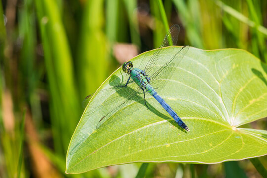 06593-01008 Eastern Pondhawk (Erythemis simplicicollis) male Marion Co. IL
