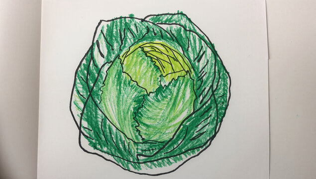 葉っぱが何重にも重なっている、大きくて丸いキャベツの子供の落書き風イラスト