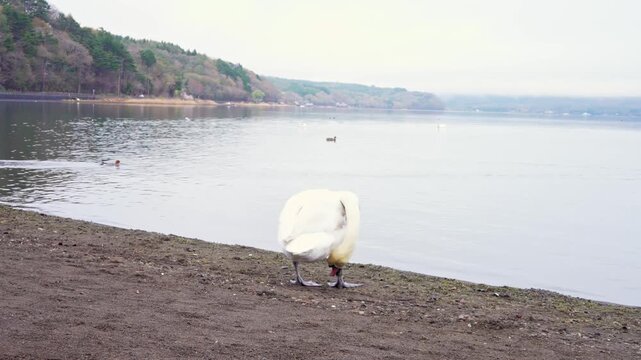White swan standing by lakeside shore, wildlife nature and tranquil water landscape concept