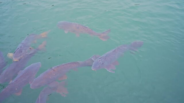 Colorful koi fish swimming in clear pond water.