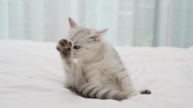 Small Scottish kitten lying down on white bed of relaxing and cozy wellbeing in home.