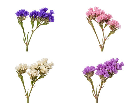 Assorted colorful statice flower sprigs including purple, pink, and cream, isolated on transparent background.