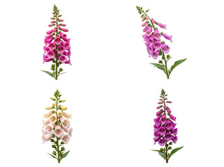 Vibrant digitalis purpurea foxglove flower spikes in pink, purple, and cream, isolated on a transparent background. © Dale