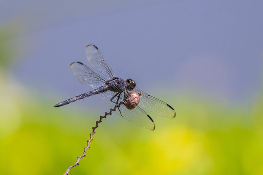 06620-00719  Slaty Skimmer (Libelulla incesta) male perched on Water Canna (Thalia dealbata) Marion Co. IL