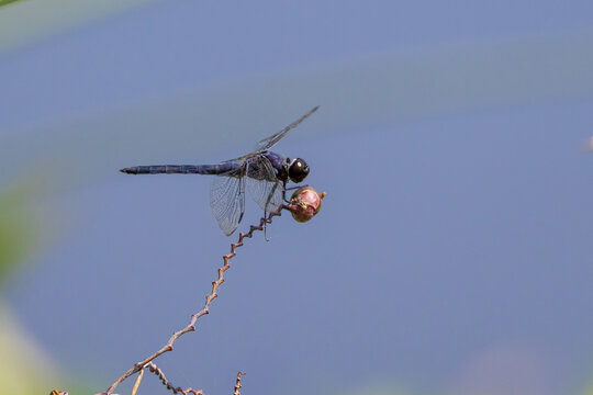 06620-00715 Slaty Skimmer (Libelulla incesta) male perched on Water Canna (Thalia dealbata) Marion Co. IL