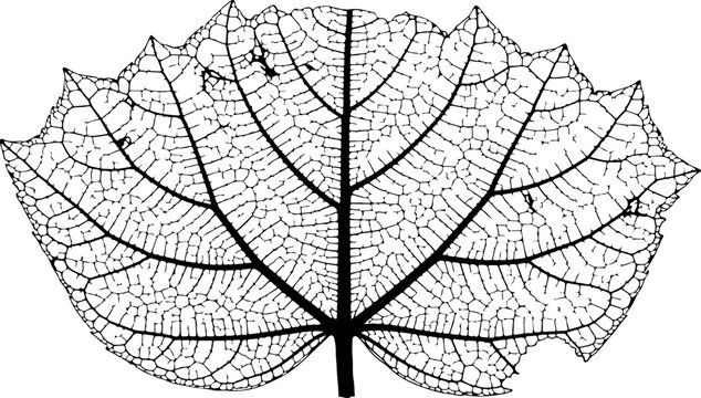 Black leaf skeleton, detailed botanical illustration, vector leaf outline, plant anatomy